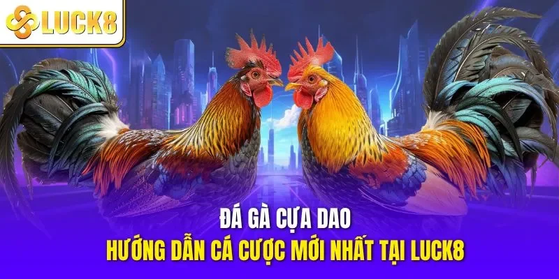 Đá gà cựa dao